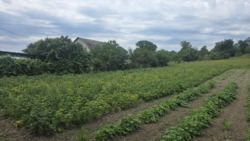 Продаж ділянки 17сот. Слобода-Селець фото 5 Продаж ділянки 17сот. Слобода-Селець фото 5