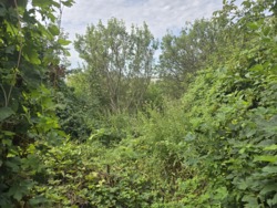 Продаж ділянки 16 соток на Богунії з старим будинком (26141859) фото 6 Продаж ділянки 16 соток на Богунії з старим будинком (26141859) фото 6