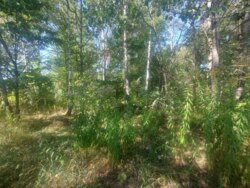 Ділянка 25 сот. Дениші (початок) фото 3 Ділянка 25 сот. Дениші (початок) фото 3