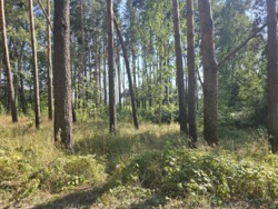 ��������� ������ �����, ������������, ����������� ���� 4