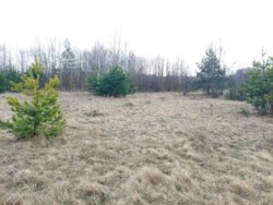 Ділянка 10,5 соток під будинок в с.Садки (26133795) фото 6 Ділянка 10,5 соток під будинок в с.Садки (26133795) фото 6