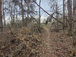 Ділянка в соснах, с.Пряжів фото 4 Ділянка в соснах, с.Пряжів фото 4