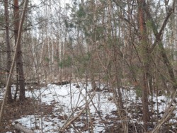 Продається ділянка Житомирська, Житомирський, Новогуйвинське, 'Любава' фото 4 Продається ділянка Житомирська, Житомирський, Новогуйвинське, 'Любава' фото 4