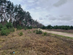 Продається ділянка Житомирська, Житомирський, Пряжів, Лісова/Промислова фото 3 Продається ділянка Житомирська, Житомирський, Пряжів, Лісова/Промислова фото 3