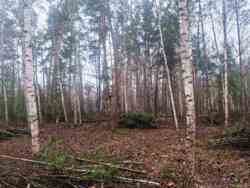 Новогуйвинське 'Любава' в 1 лінії до лісу фото 6 Новогуйвинське 'Любава' в 1 лінії до лісу фото 6