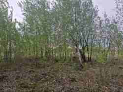 Ділянка 8 сот. Хінчанка/Параджанова фото 9 Ділянка 8 сот. Хінчанка/Параджанова фото 9