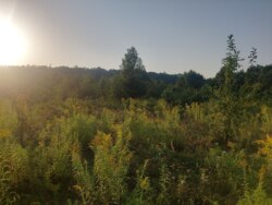 Продається ділянка Житомирська, Житомирський, Дениші, новий масив фото 5 Продається ділянка Житомирська, Житомирський, Дениші, новий масив фото 5