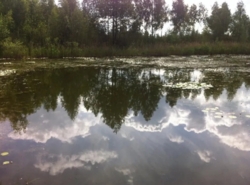 Продається ділянка Житомирська, Житомирський, Сінгури фото 1 Продається ділянка Житомирська, Житомирський, Сінгури фото 1