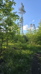 Продаж ділянки 10 соток в соснах, новий масив район паперової ф-ки фото 4 Продаж ділянки 10 соток в соснах, новий масив район паперової ф-ки фото 4