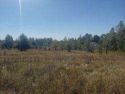 Ділянка 27 соток на початку с.Дениші фото 6 Ділянка 27 соток на початку с.Дениші фото 6