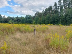 Ділянка на початку с.Вереси (26135505) фото 4 Ділянка на початку с.Вереси (26135505) фото 4