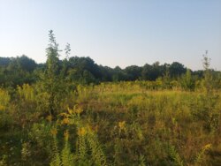 Продається ділянка Житомирська, Житомирський, Дениші, новий масив фото 4 Продається ділянка Житомирська, Житомирський, Дениші, новий масив фото 4