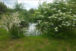 Продається ділянка Житомирська, Житомирський, Іванівка, Островського фото 6 Продається ділянка Житомирська, Житомирський, Іванівка, Островського фото 6