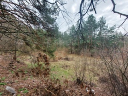 Продається ділянка Житомирська, Житомирський, Пряжів, Лісова/Промислова фото 6 Продається ділянка Житомирська, Житомирський, Пряжів, Лісова/Промислова фото 6