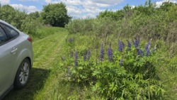 Ділянка 12 соток в с.Кам'янка (26133577) фото 1 Ділянка 12 соток в с.Кам'янка (26133577) фото 1