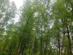 Продається ділянка Житомирська, Житомирський, Глибочиця, Березової р-н фото 8 Продається ділянка Житомирська, Житомирський, Глибочиця, Березової р-н фото 8