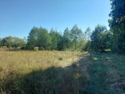 Ділянка 15 сот. с.Дениші фото 1 Ділянка 15 сот. с.Дениші фото 1