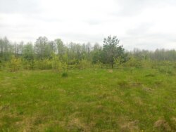 Ділянка 12соток в с.Іванівка (2695592) фото 2 Ділянка 12соток в с.Іванівка (2695592) фото 2