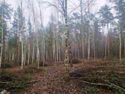 Новогуйвинське 'Любава' в 1 лінії до лісу фото 4 Новогуйвинське 'Любава' в 1 лінії до лісу фото 4