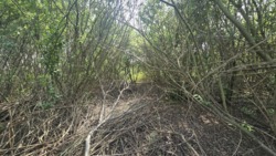 Продаж ділянки 10 соток в районі Смоківка фото 6 Продаж ділянки 10 соток в районі Смоківка фото 6