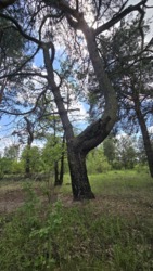 Гарна ділянка с.Кам'янка, дорога на Новоселицю. фото 10 Гарна ділянка с.Кам'янка, дорога на Новоселицю. фото 10