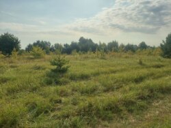 Ділянка під будинок 8 сот. Оліївка фото 5 Ділянка під будинок 8 сот. Оліївка фото 5