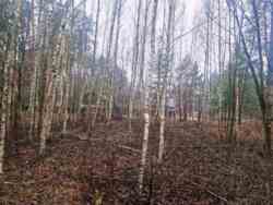 Новогуйвинське 'Любава' в 1 лінії до лісу фото 3 Новогуйвинське 'Любава' в 1 лінії до лісу фото 3