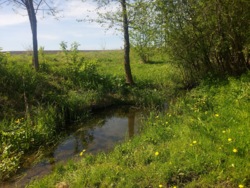 Продаж ділянки 50 соток с.Млинище (26144870) фото 3 Продаж ділянки 50 соток с.Млинище (26144870) фото 3