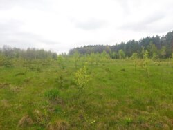 Ділянка 12соток в с.Іванівка (2695592) фото 3 Ділянка 12соток в с.Іванівка (2695592) фото 3