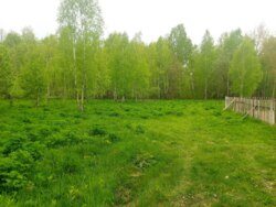 Продається ділянка Житомирська, Житомирський, Глибочиця, Березової р-н фото 4 Продається ділянка Житомирська, Житомирський, Глибочиця, Березової р-н фото 4