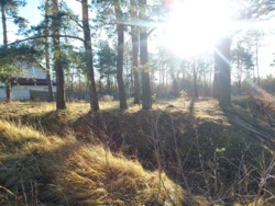 Продається ділянка Житомирська, Житомирський, Кам'янка, Соснова фото 6 Продається ділянка Житомирська, Житомирський, Кам'янка, Соснова фото 6