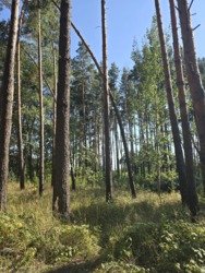 ��������� ������ �����, ������������, ����������� ���� 5