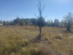 Ділянка 27 соток на початку с.Дениші фото 3 Ділянка 27 соток на початку с.Дениші фото 3