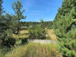 ��������� ������ �����������, ������������, ������ ���� 4