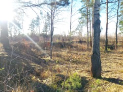 Продається ділянка Житомирська, Житомирський, Кам'янка, Соснова фото 5 Продається ділянка Житомирська, Житомирський, Кам'янка, Соснова фото 5