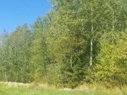 Ділянка 27 соток на початку с.Дениші фото 2 Ділянка 27 соток на початку с.Дениші фото 2