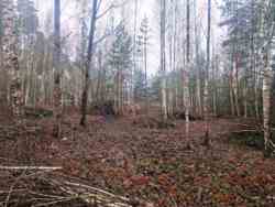 Новогуйвинське 'Любава' в 1 лінії до лісу фото 10 Новогуйвинське 'Любава' в 1 лінії до лісу фото 10