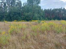 Ділянка на початку с.Вереси (26135505) фото 5 Ділянка на початку с.Вереси (26135505) фото 5