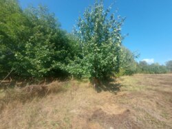 Продається ділянка Житомирська, Житомирський, Дениші фото 6 Продається ділянка Житомирська, Житомирський, Дениші фото 6