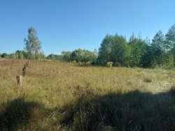 Ділянка 15 сот. с.Дениші фото 6 Ділянка 15 сот. с.Дениші фото 6