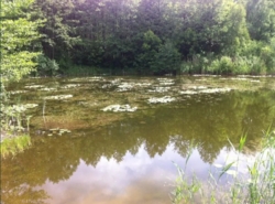 Продається ділянка Житомирська, Житомирський, Сінгури фото 2 Продається ділянка Житомирська, Житомирський, Сінгури фото 2