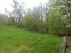 Продається ділянка Житомирська, Житомирський, Давидівка, 22-го Партз'їзду фото 3 Продається ділянка Житомирська, Житомирський, Давидівка, 22-го Партз'їзду фото 3