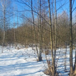 Продаж ділянки 12 соток в Оліївці (26140433) фото 4 Продаж ділянки 12 соток в Оліївці (26140433) фото 4