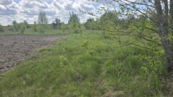 Продаж ділянки 8 соток с.Оліївка фото 6 Продаж ділянки 8 соток с.Оліївка фото 6