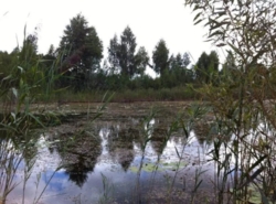 Продається ділянка Житомирська, Житомирський, Сінгури фото 3 Продається ділянка Житомирська, Житомирський, Сінгури фото 3