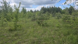 Продаж ділянки 8 соток с.Оліївка фото 7 Продаж ділянки 8 соток с.Оліївка фото 7