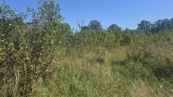 Ділянка на початку Іванівки з світлом 10кВт фото 4 Ділянка на початку Іванівки з світлом 10кВт фото 4