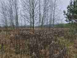 ĳ����� 10 ����� �� ������� ������� 44� (2693736) ���� 2