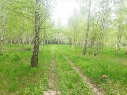 Продається ділянка Житомирська, Житомирський, Глибочиця, Березової р-н фото 7 Продається ділянка Житомирська, Житомирський, Глибочиця, Березової р-н фото 7