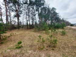 Продається ділянка Житомирська, Житомирський, Пряжів, Лісова/Промислова фото 8 Продається ділянка Житомирська, Житомирський, Пряжів, Лісова/Промислова фото 8